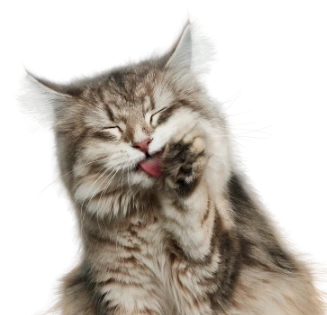 chat